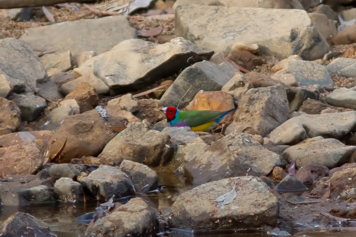 Gouldian Finch - ML627551193