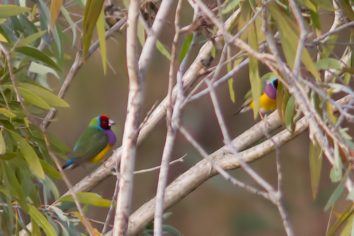 Gouldian Finch - ML627551205