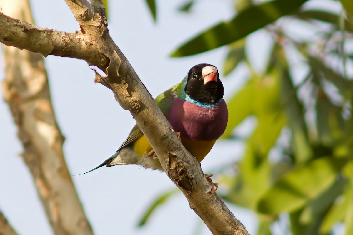 Gouldian Finch - ML627551224