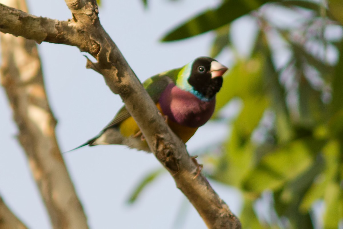 Gouldian Finch - ML627551225