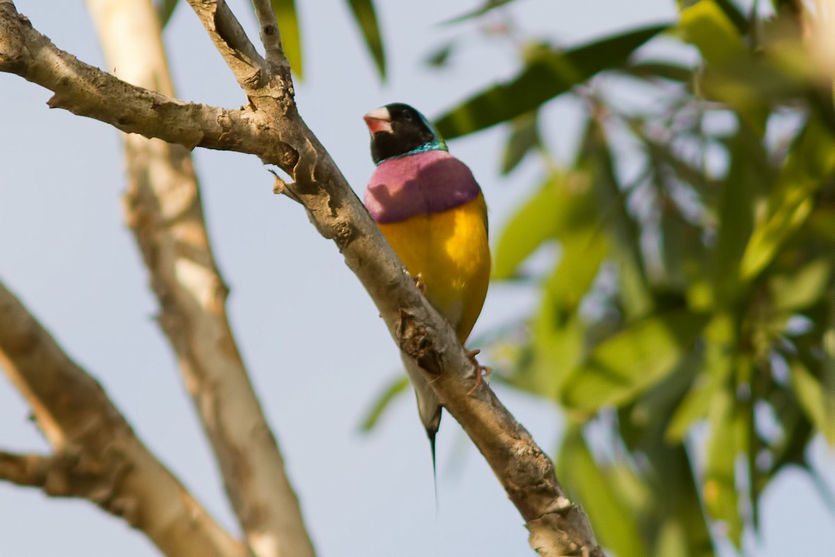 Gouldian Finch - ML627551226