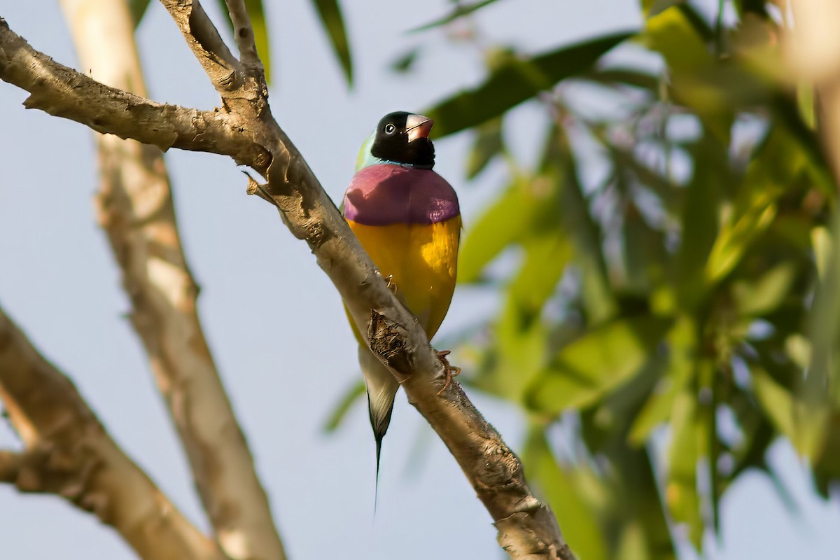 Gouldian Finch - ML627551227