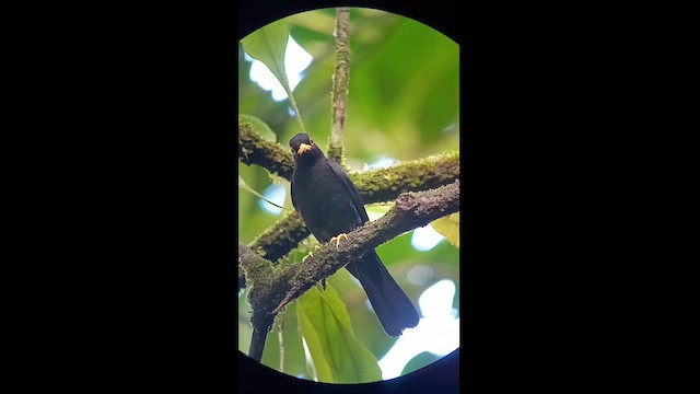 Yellow-legged Thrush - ML627551427