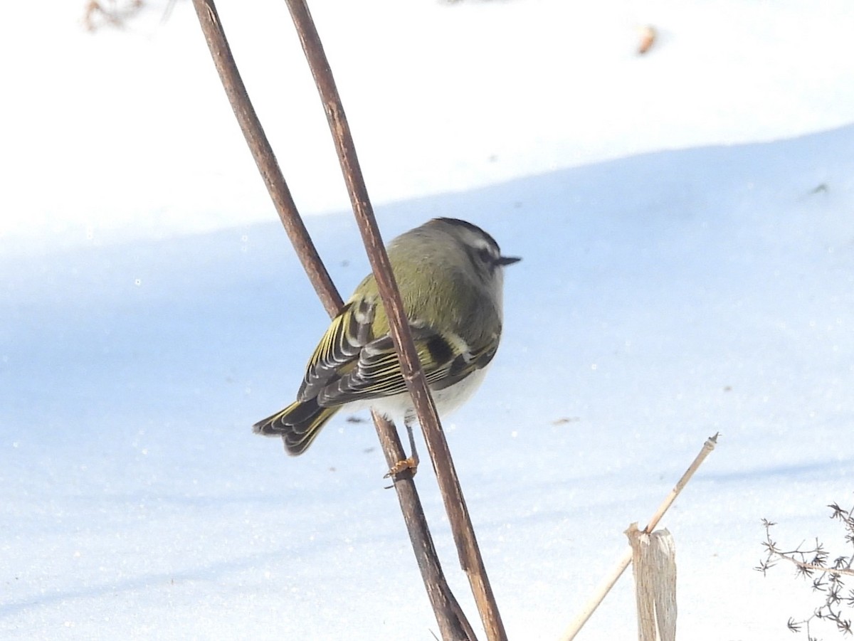 Golden-crowned Kinglet - ML627551430