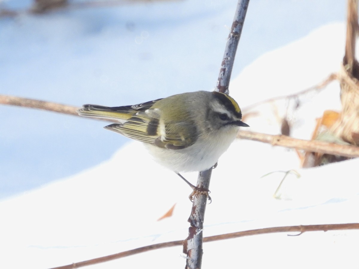 Golden-crowned Kinglet - ML627551431