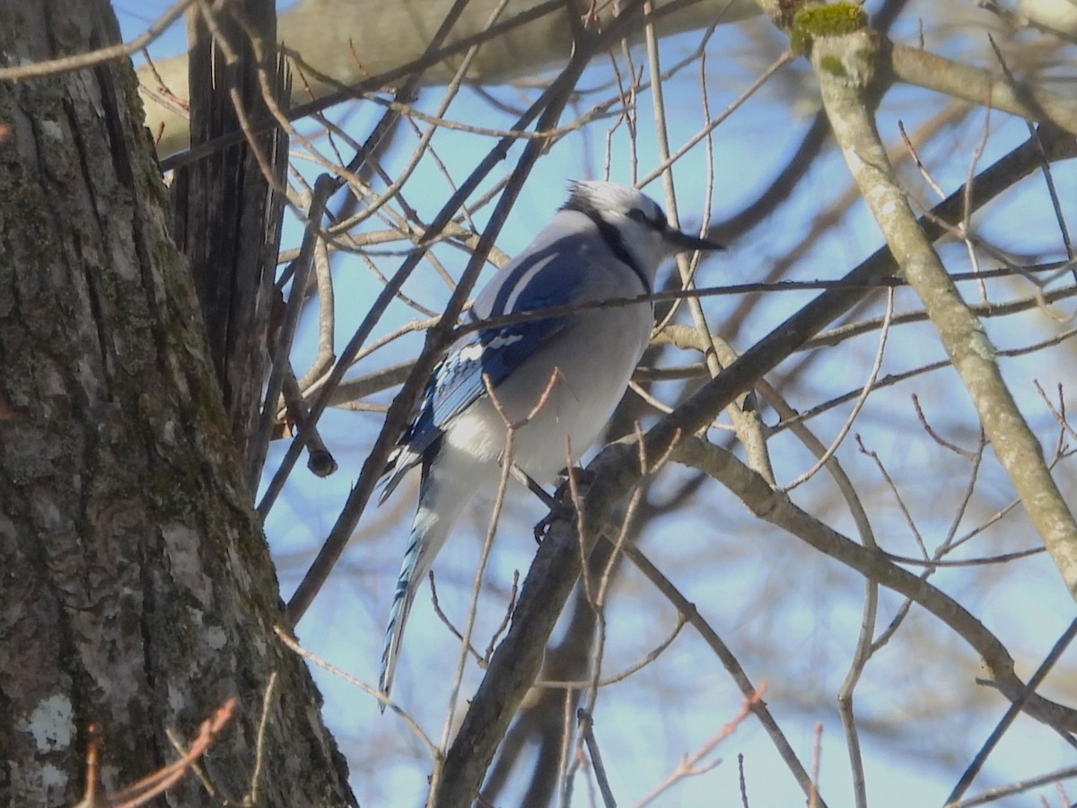 Blue Jay - ML627551446