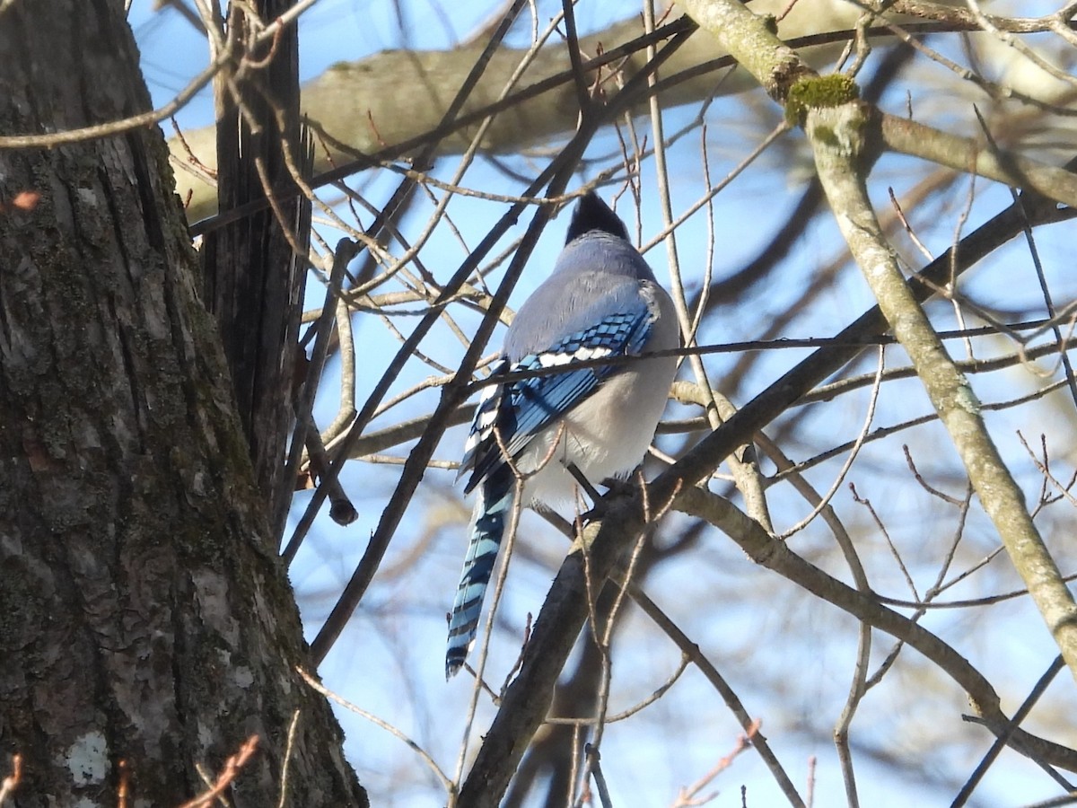 Blue Jay - ML627551447