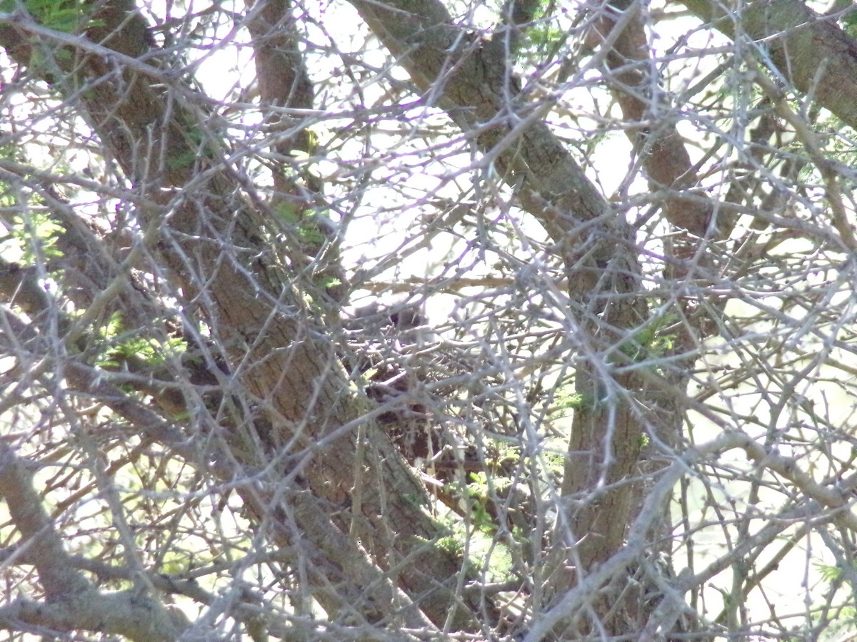 Ash-colored Cuckoo - ML627551453