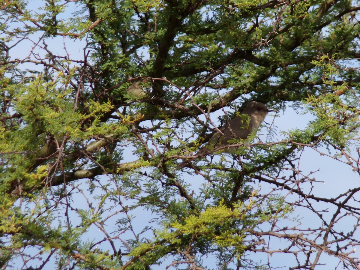 Ash-colored Cuckoo - ML627551454