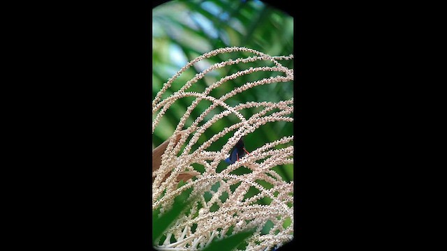 Red-legged Honeycreeper - ML627551459