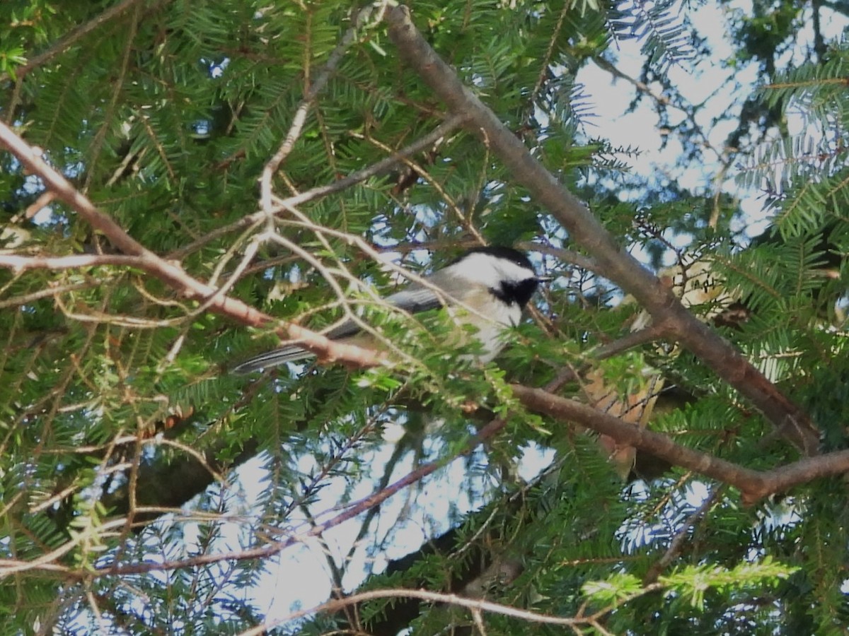 Black-capped Chickadee - ML627551522