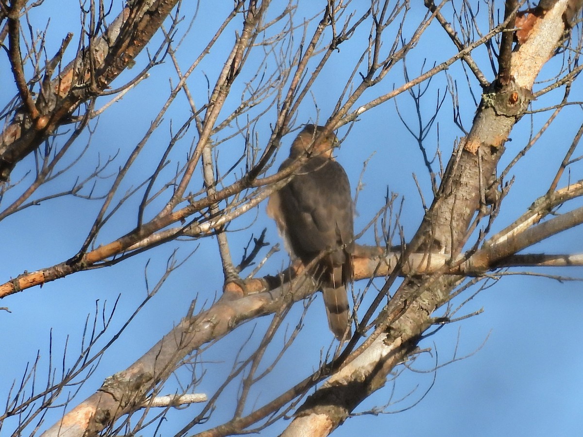 Cooper's Hawk - ML627551542