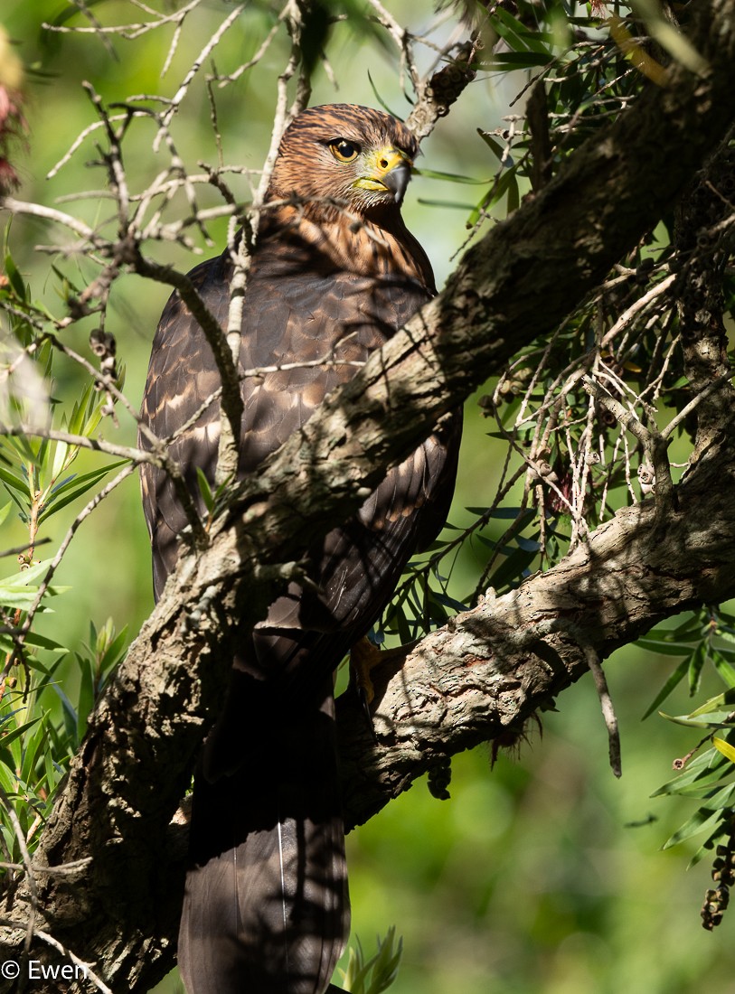 Black Goshawk - ML627551715