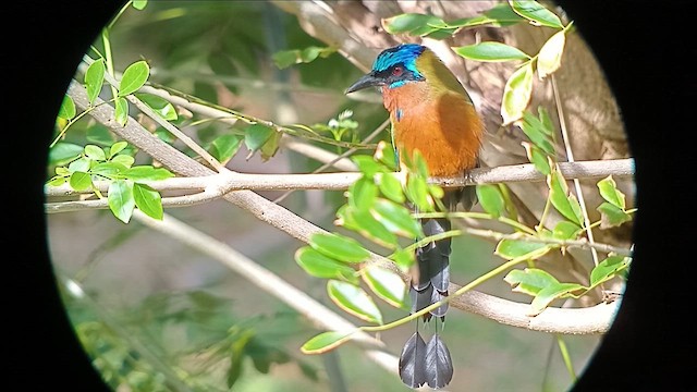 Trinidad Motmot - ML627551838