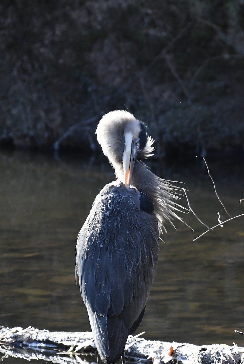 Great Blue Heron (Great Blue) - ML627551860