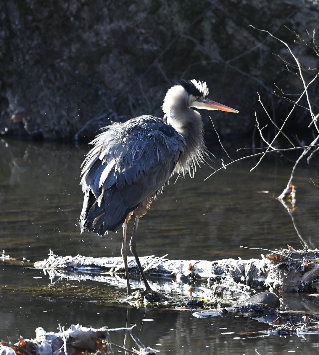 Great Blue Heron (Great Blue) - ML627551861