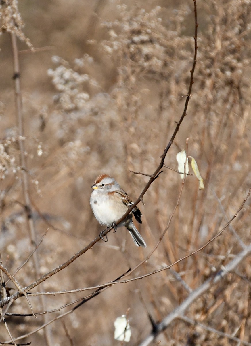 American Tree Sparrow - ML627551867