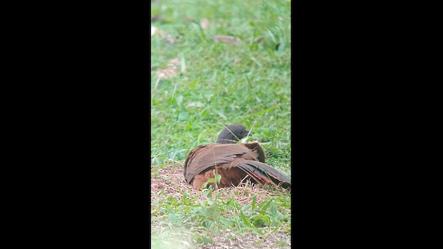 Rufous-vented Chachalaca - ML627551928