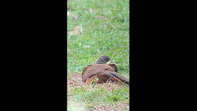 Chachalaca Culirroja - ML627551928