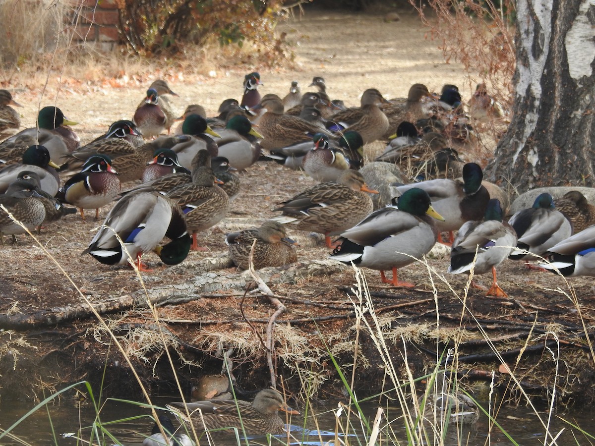kachnička karolínská - ML627552046