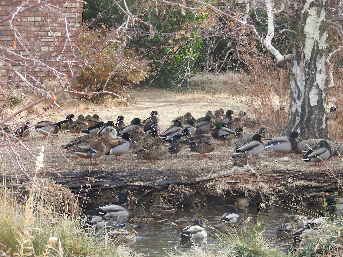 kachnička karolínská - ML627552048