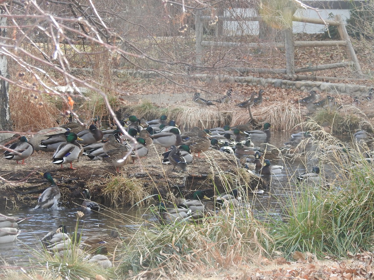 kachnička karolínská - ML627552050