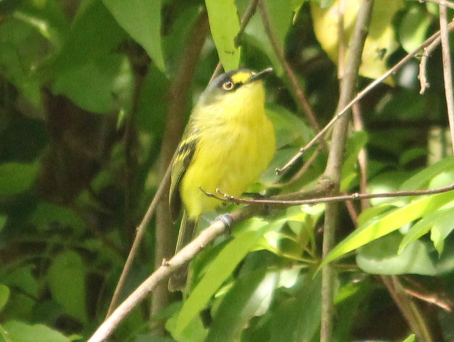 Gray-headed Tody-Flycatcher - ML627552369