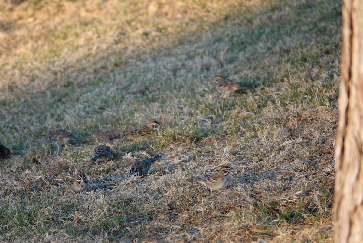 Lark Sparrow - ML627552396