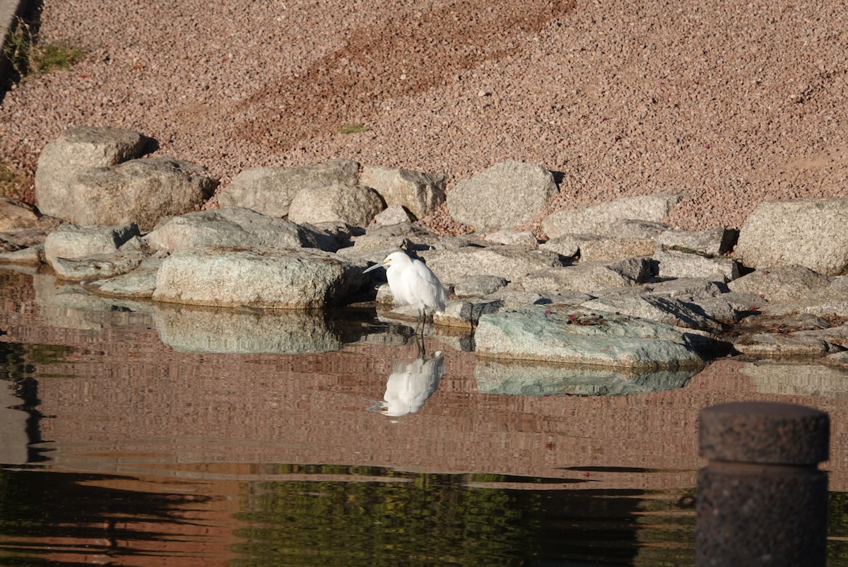 Snowy Egret - ML627552403