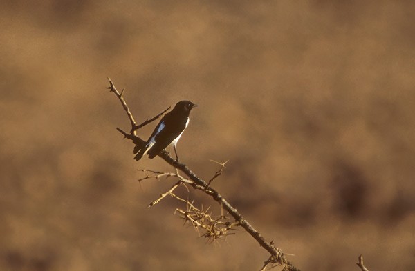 Hume's Wheatear - ML627552499