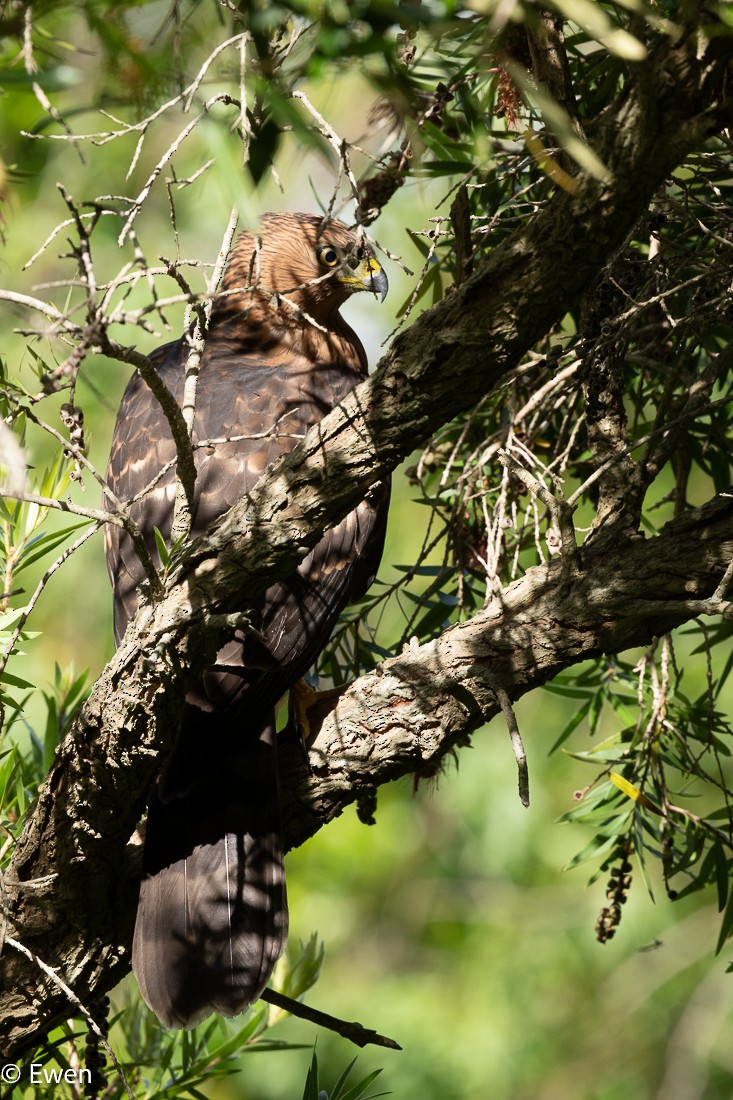 Black Goshawk - ML627552566