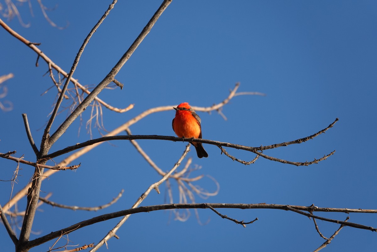 Vermilion Flycatcher - ML627552567