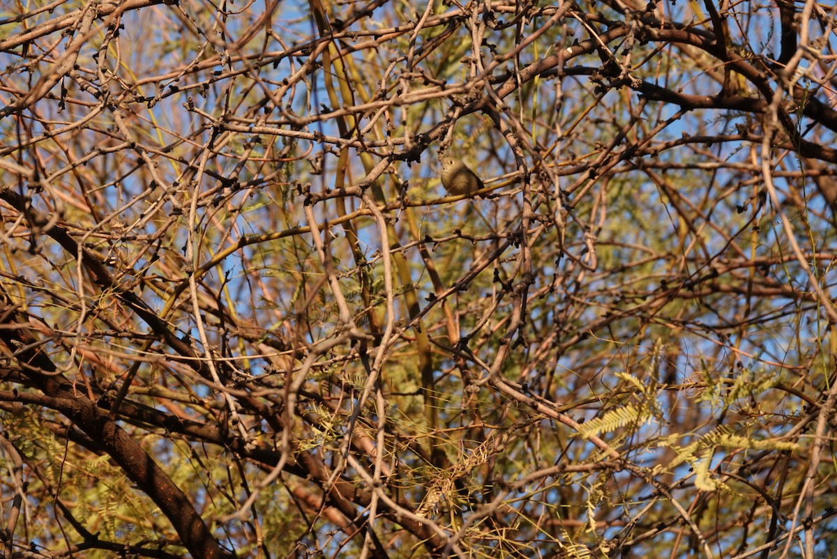 Ruby-crowned Kinglet - ML627552583