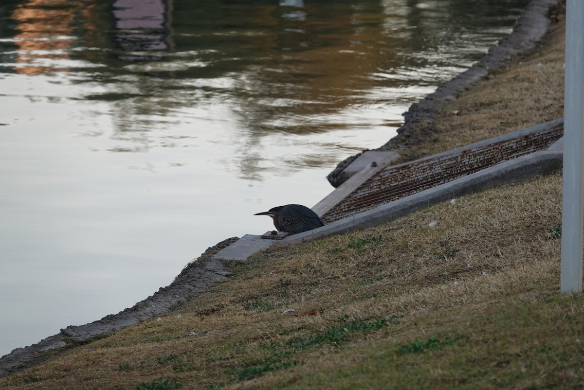 Green Heron - ML627552592