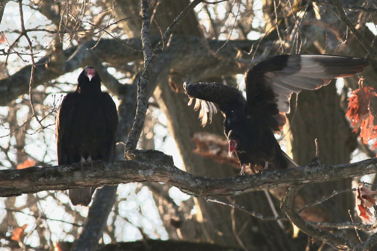 Turkey Vulture - ML627552685