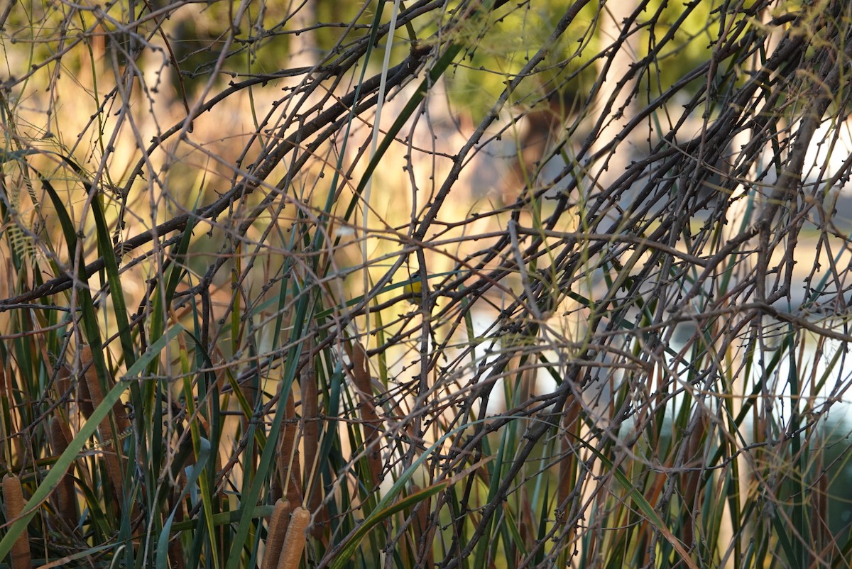 Common Yellowthroat - ML627552721