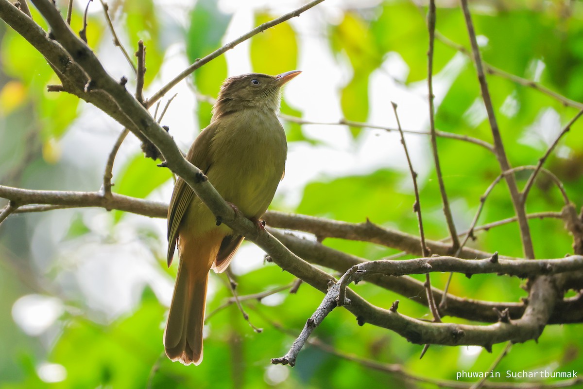 Gray-eyed Bulbul - ML627552868