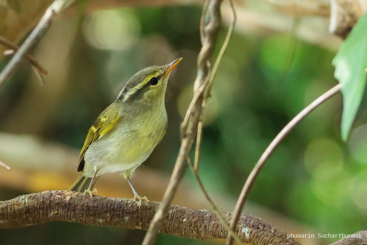 Claudia's Leaf Warbler - ML627552880