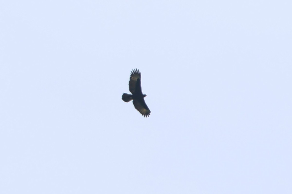 Gurney's Eagle - ML627552935