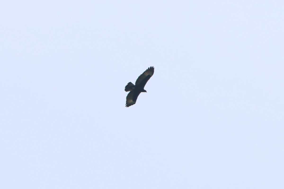 Gurney's Eagle - ML627552936