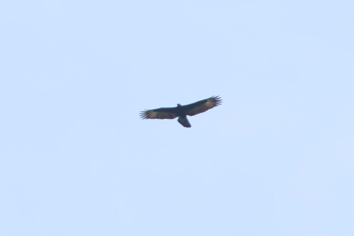 Gurney's Eagle - ML627552937