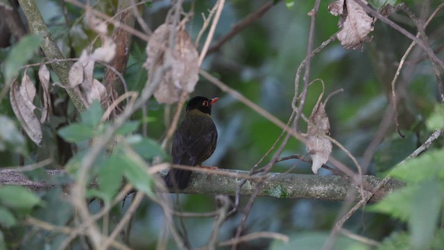 Yellow-throated Nightingale-Thrush - ML627553012