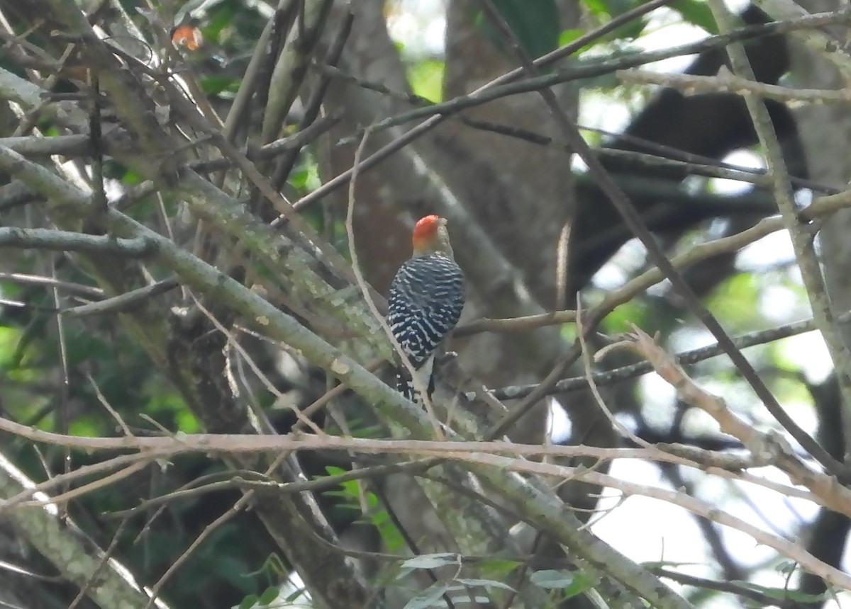 Red-crowned Woodpecker - ML627553035