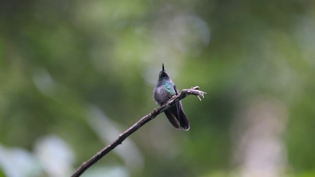 Emerald-chinned Hummingbird - ML627553057