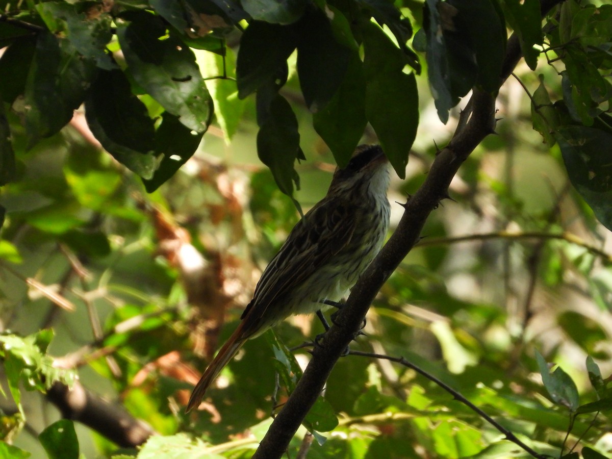 Streaked Flycatcher - ML627553092