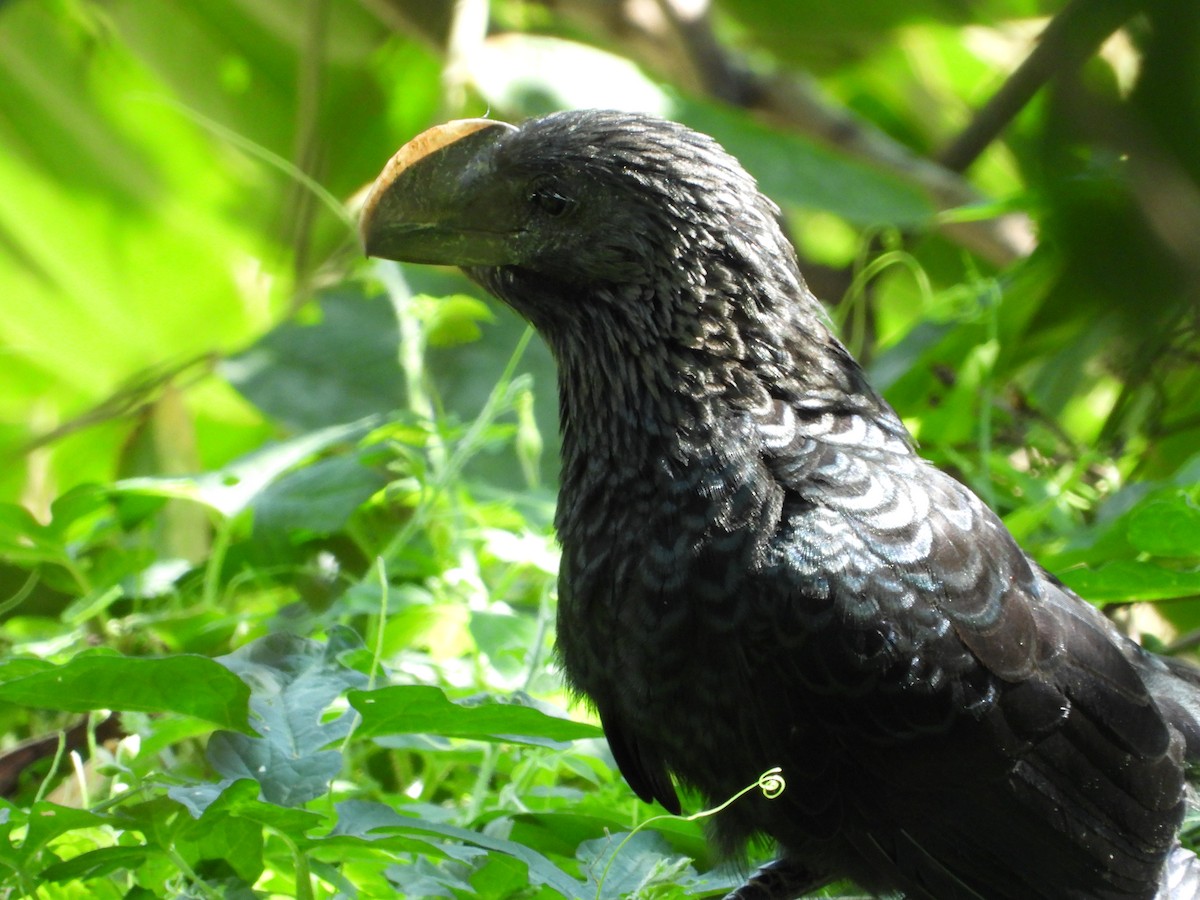 Smooth-billed Ani - ML627553119