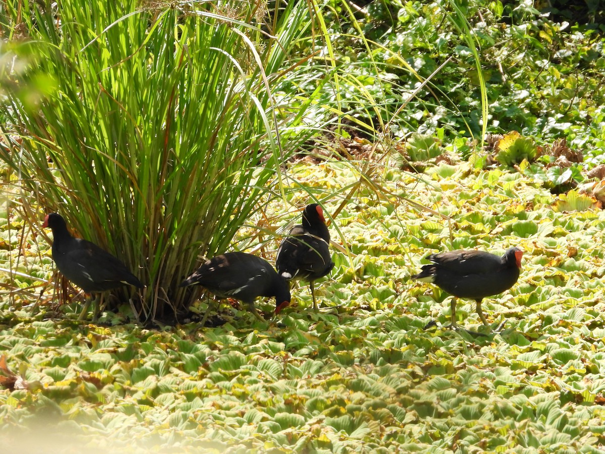 Common Gallinule - ML627553133