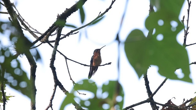 Rufous Sabrewing - ML627553134