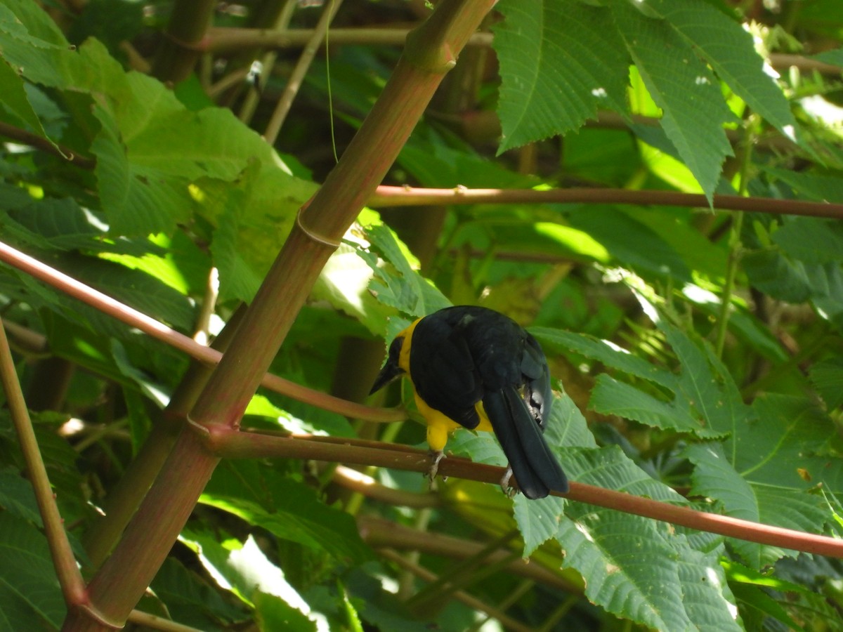 Oriole Blackbird - ML627553151