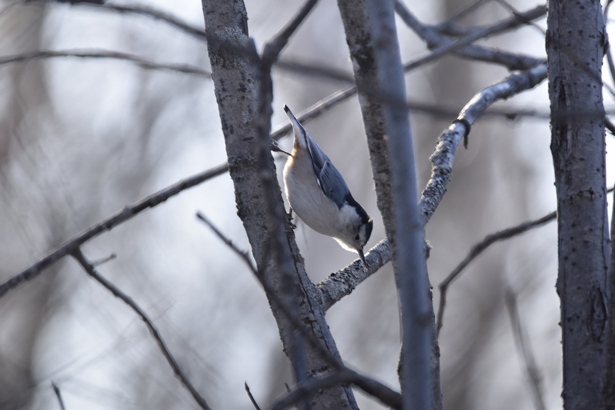 White-breasted Nuthatch - ML627553166